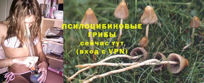 Псилоцибиновые грибы Psilocybe  как найти   Алатырь 